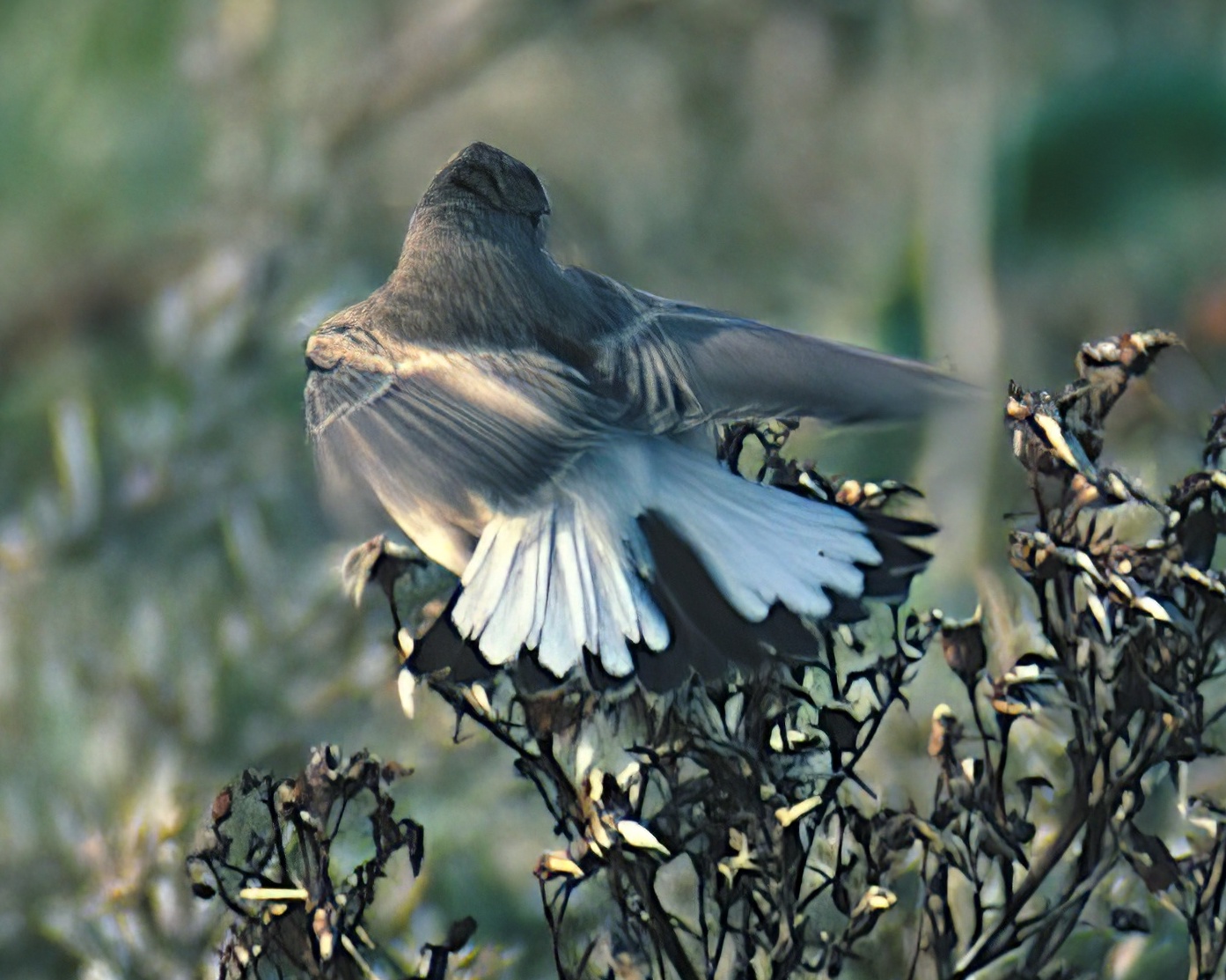 PiedWheatear1 181100 GibPointGPCatley topaz enhance