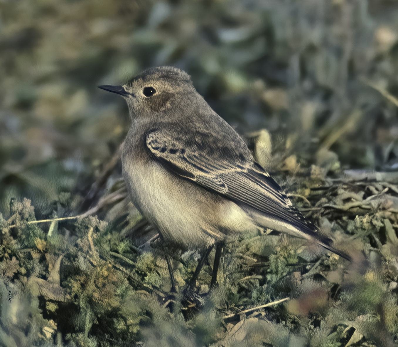 PiedWheatear2 181100 GibPoint GPCatley denoise severe noise