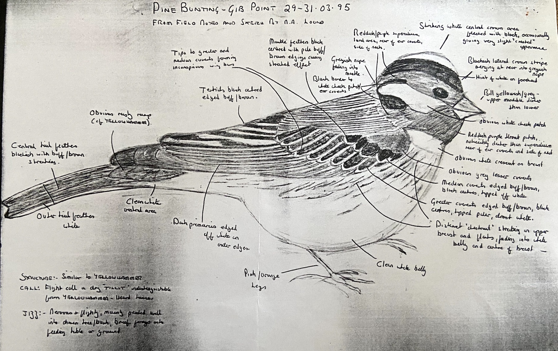 PineBunting290395 GPBO NALound