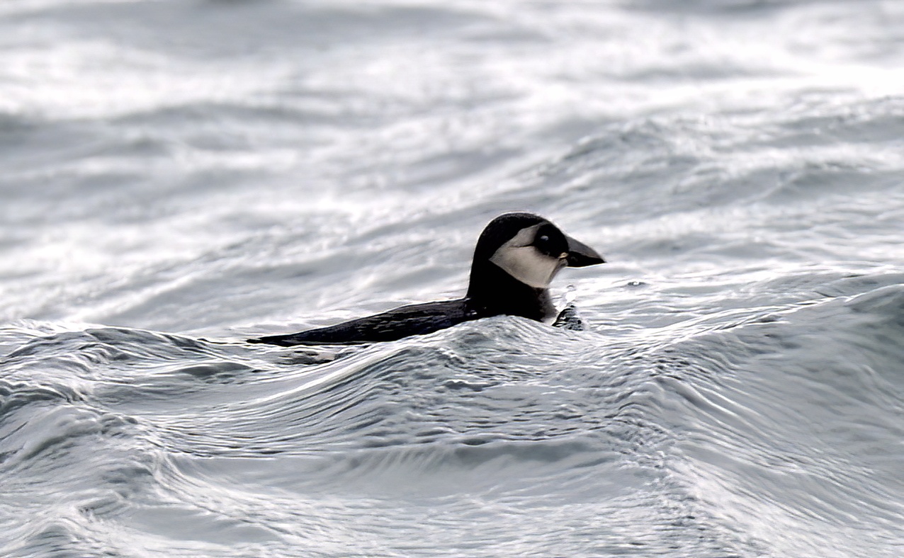 Puffin1 091011 WashPelagic SKeightley topaz denoise