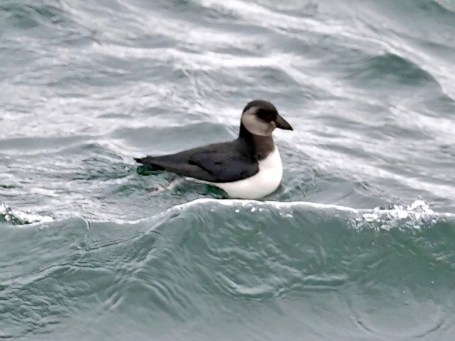 Puffin2 091011 WashPelagic SKeightley topaz denoise