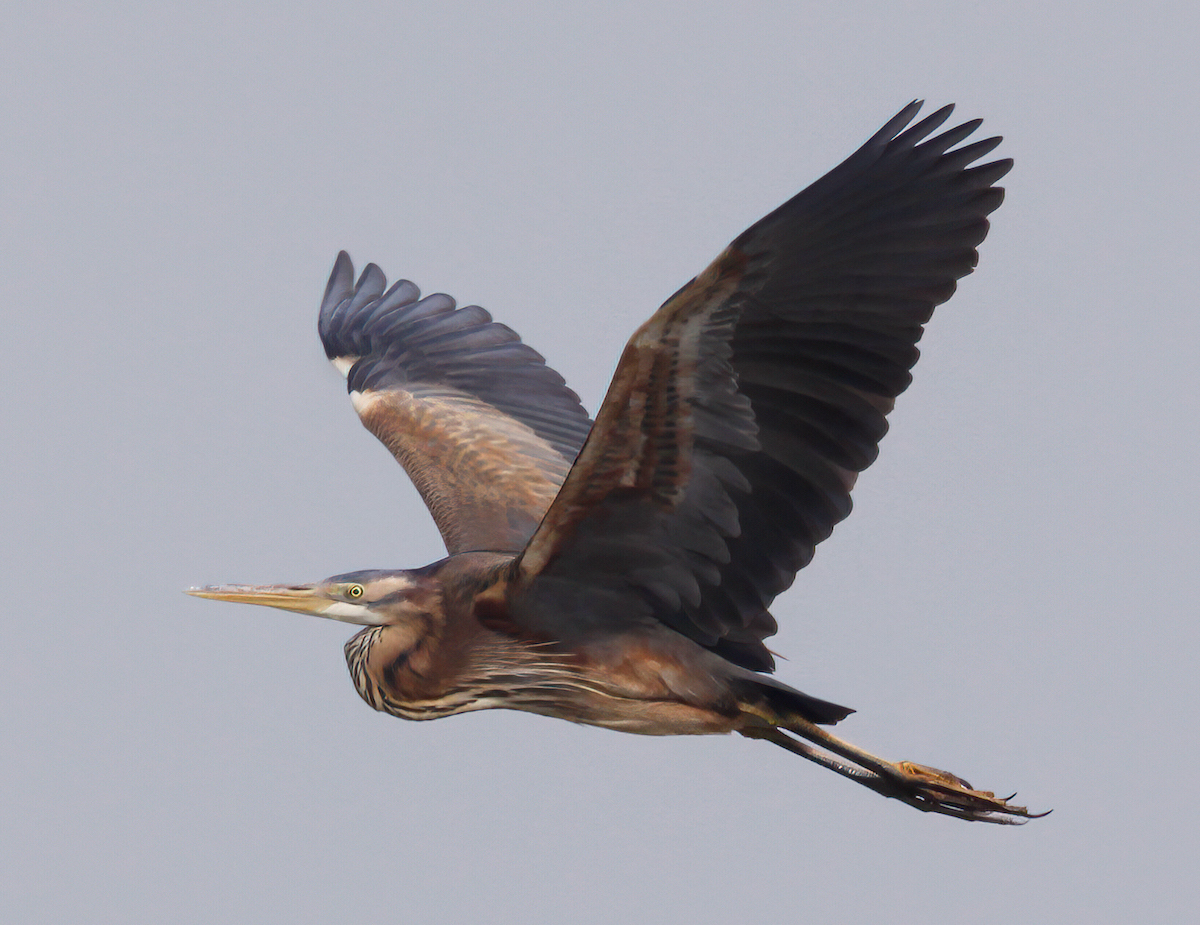 PurpleHeron 220411 HuttoftPit MarkDJohnson