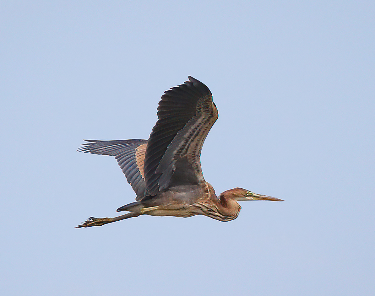 PurpleHeron 300719 Manby JRClarkson SharpenAI Motion