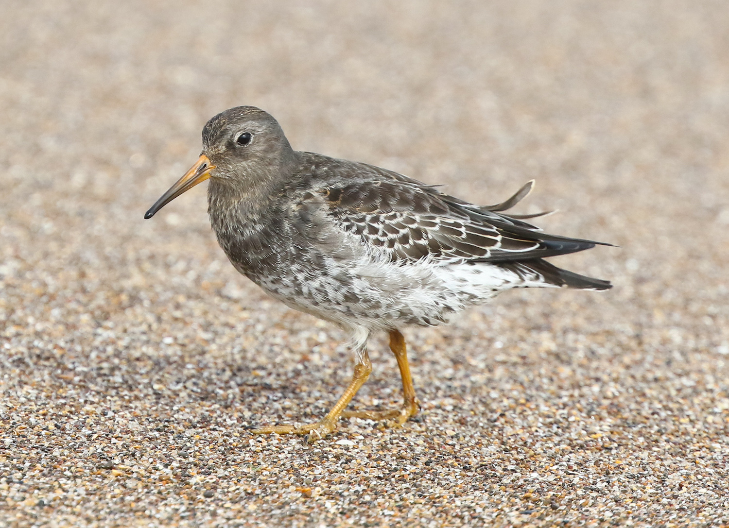 PurpleSandpiper 051019 AnderbyCreek JRClarkson