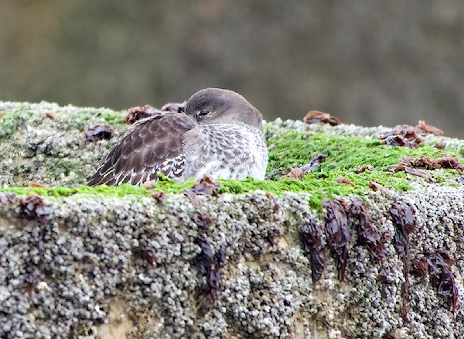 PurpleSandpiper 100122 Mablethorpe PAHyde