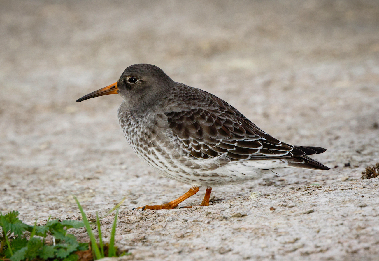 PurpleSandpiper CovenhamRes 031116 JRClarkson