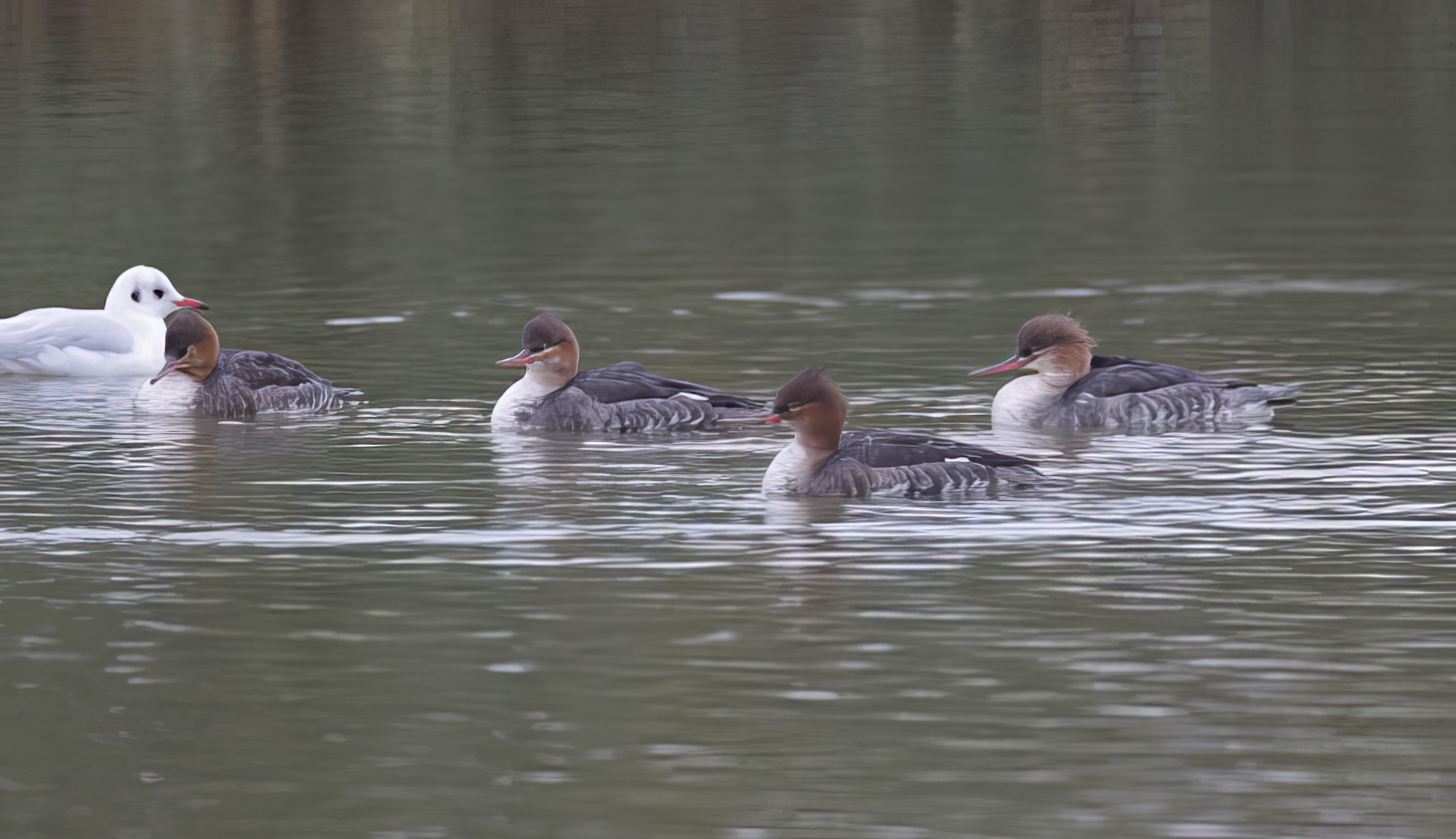RBMerganser Fem 131111 Barton GPCatley topaz enhance