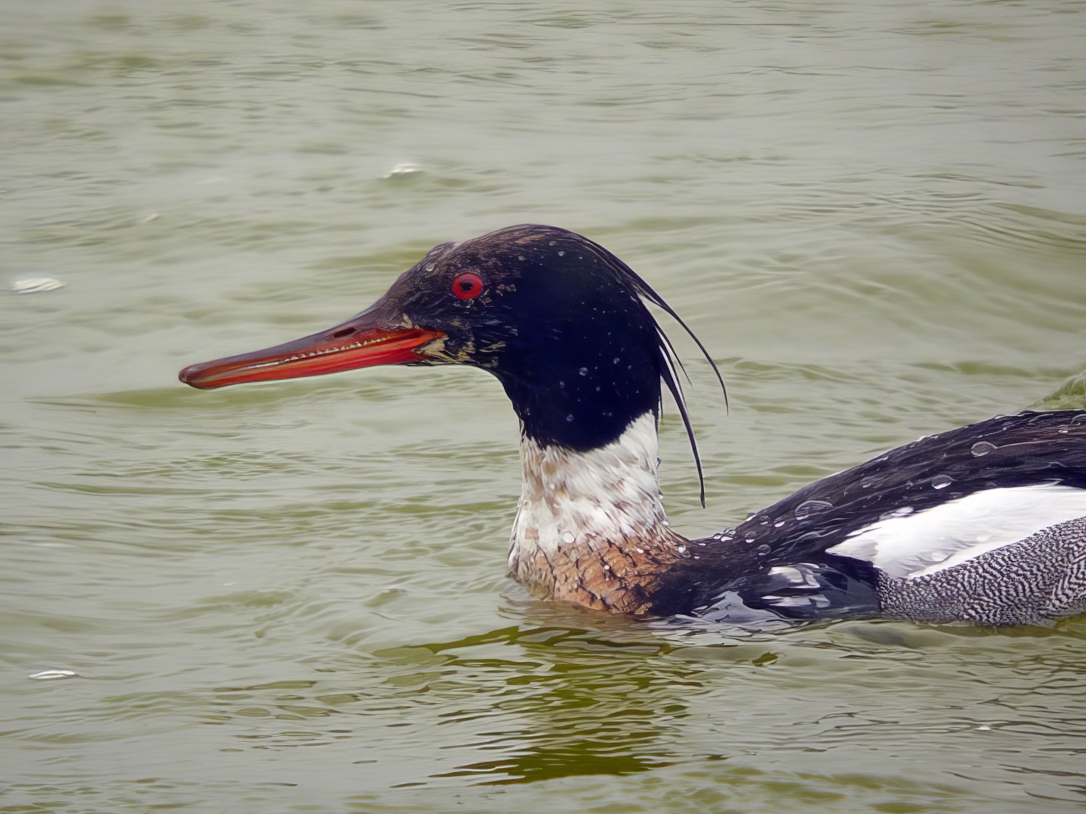 RBMerganser Male 200513 GibPoint RHayes topaz enhance