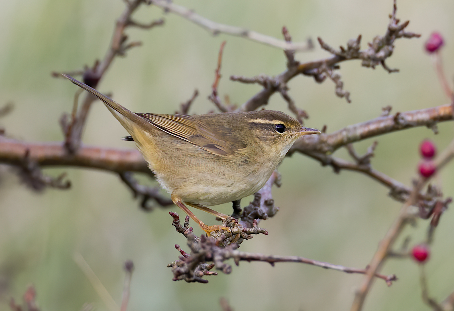RaddesWarbler141014 Donna Nook GPCatley