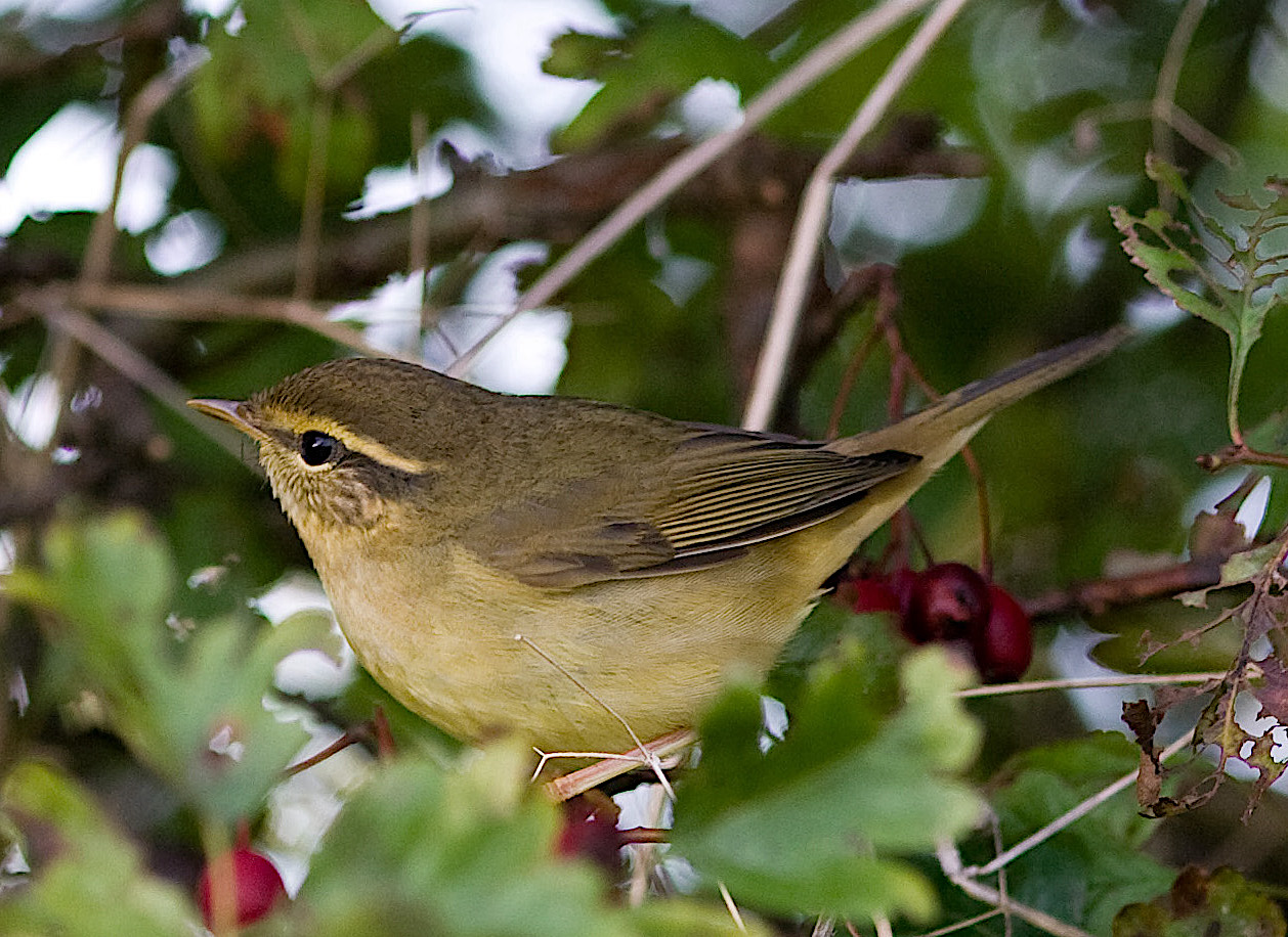 RaddesWarbler1 121006 HorseshoePoint GPCatley