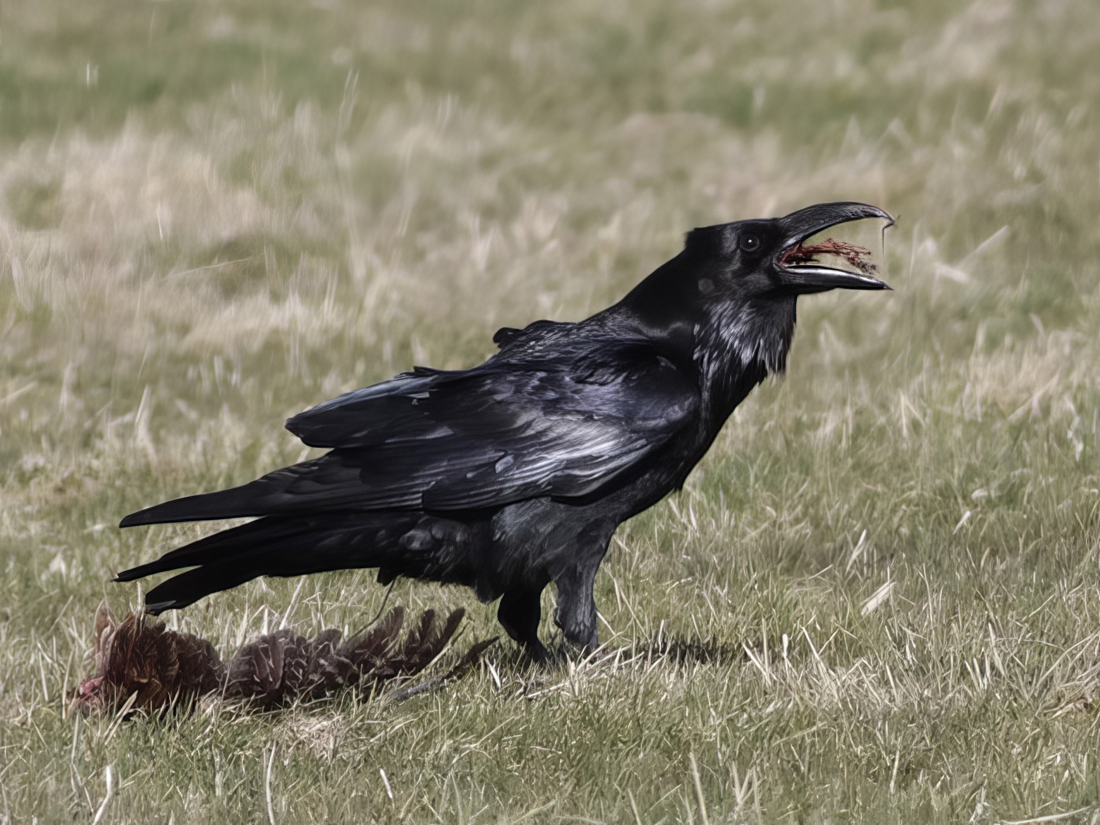 Raven1 040315 HorncastleRHayes topaz enhance