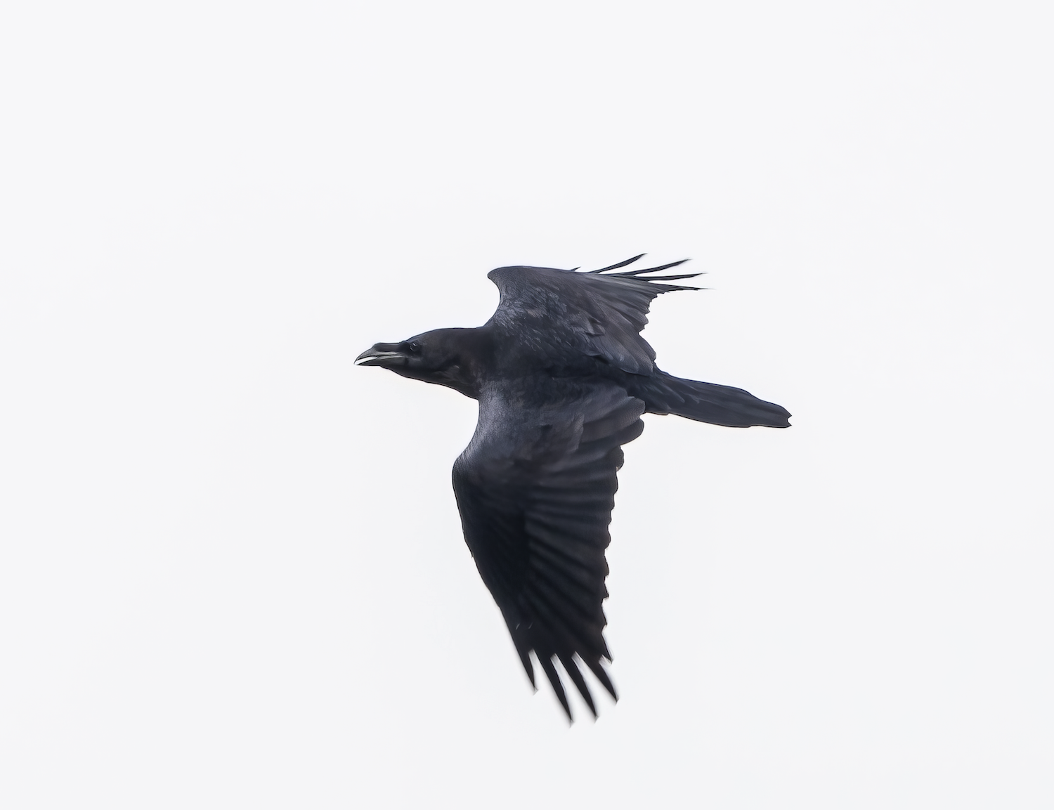 Raven 110819 Rimac PAHyde topaz enhance