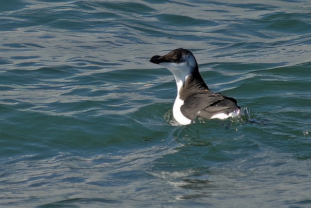 Razor1 290912 WashPelagic SKeightley topaz denoise