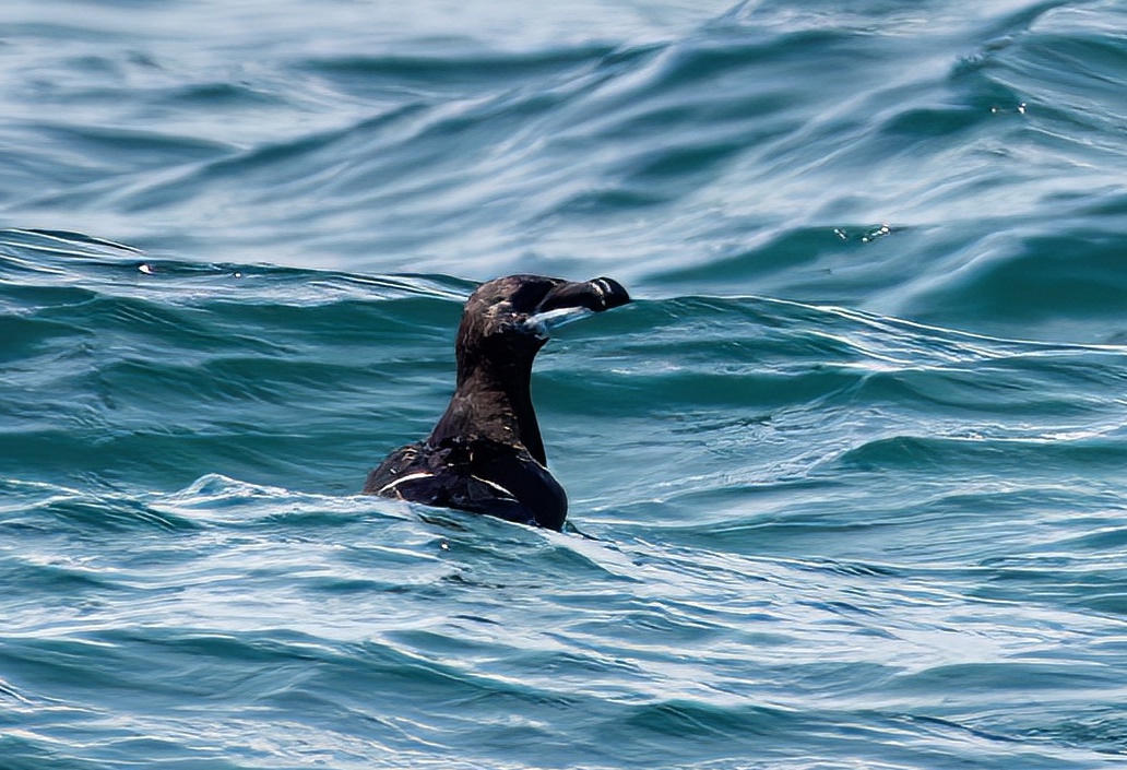 Razorbill1 060822 NorthSeaPelagic PAHyde