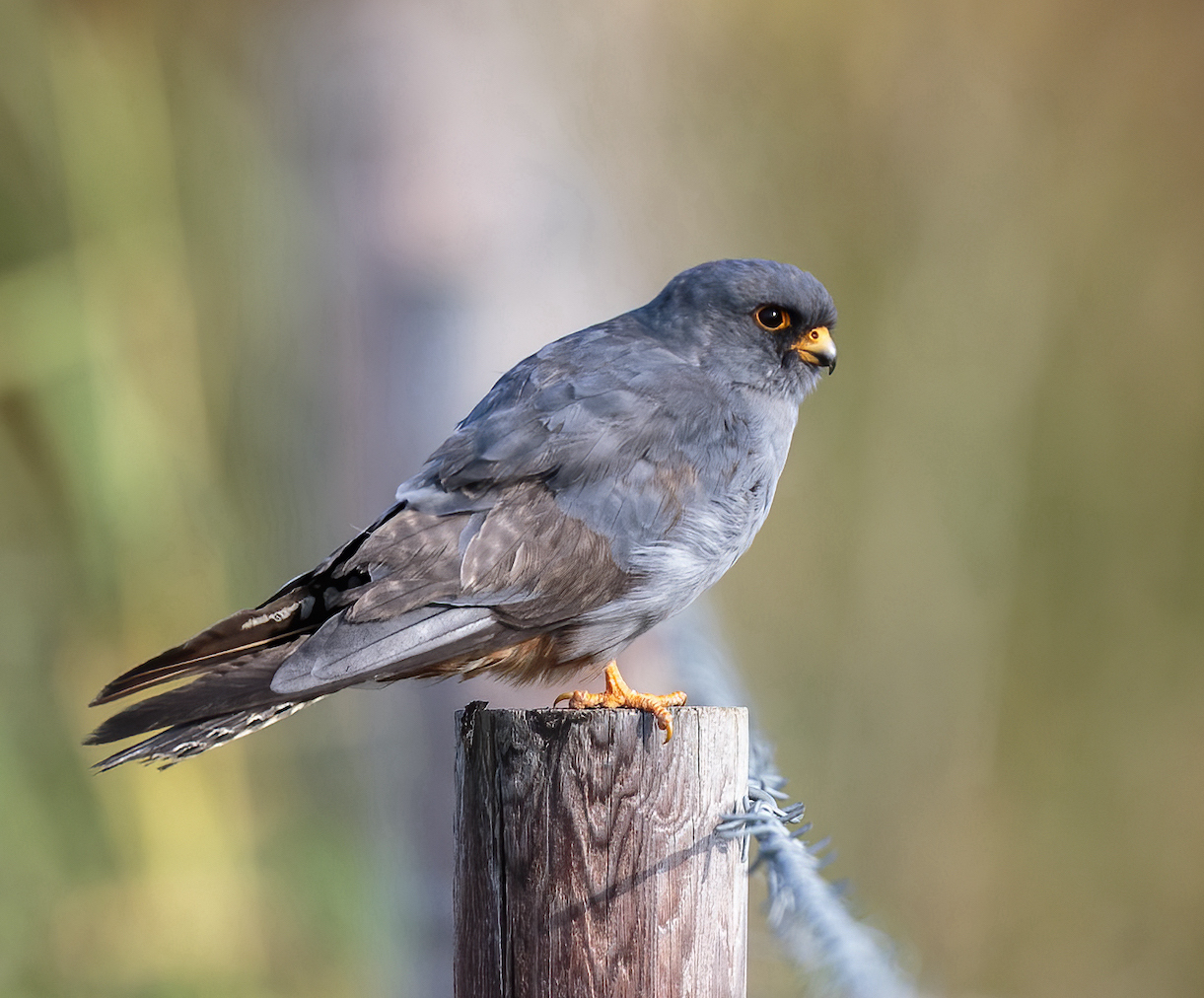 Red footedFalcon 260815 WillowTreeFen GPCatley