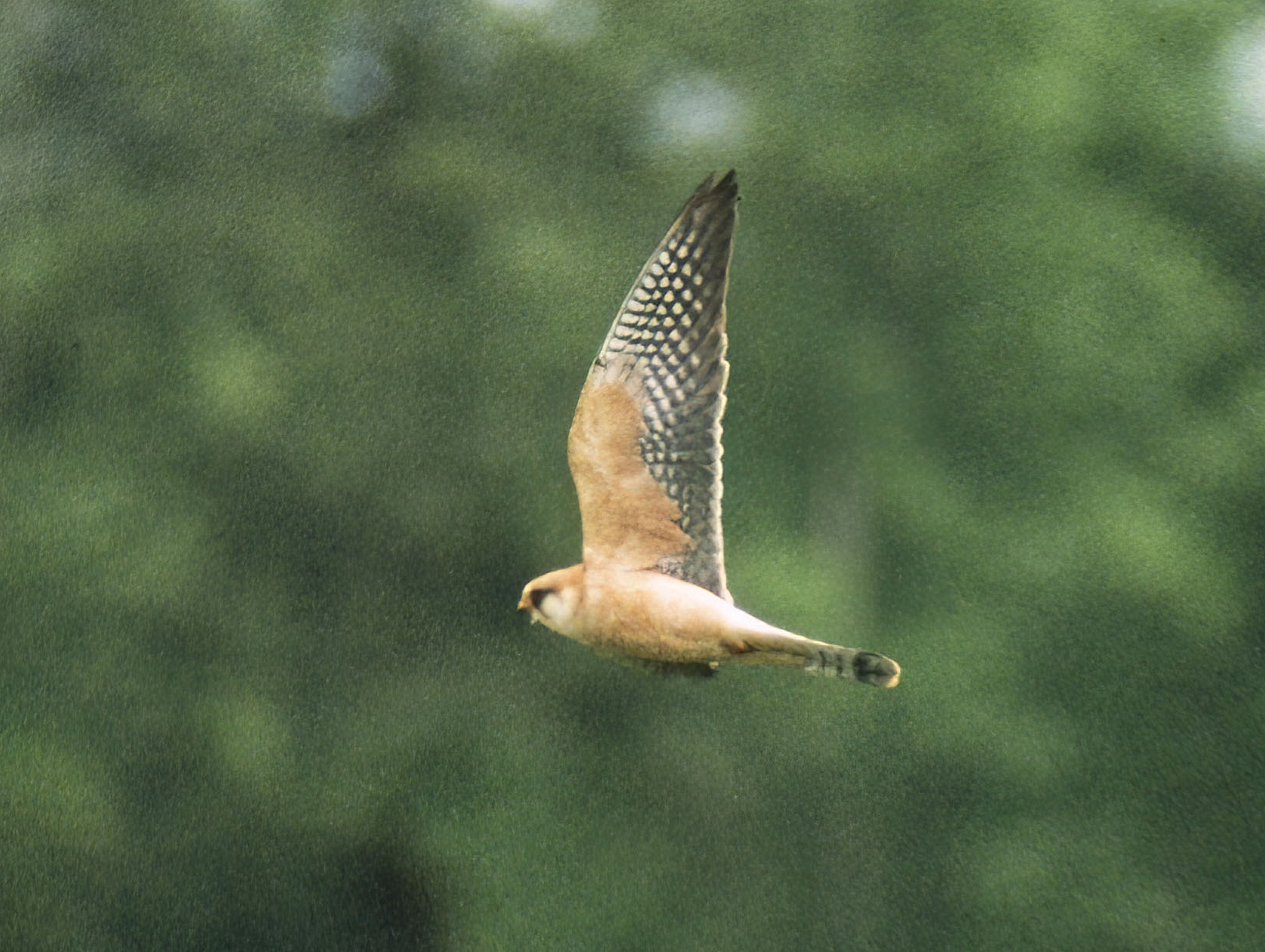 Red footed Falcon Kirkby Moor 1994 GPC