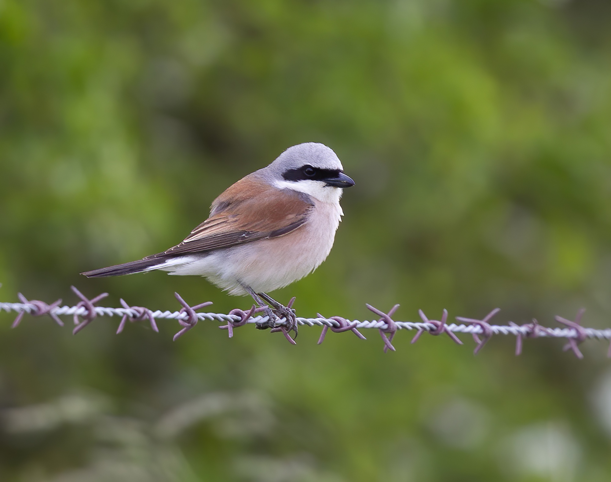 RedBackedShrike 040613 BonbyCarrs GPCatley topaz enhance