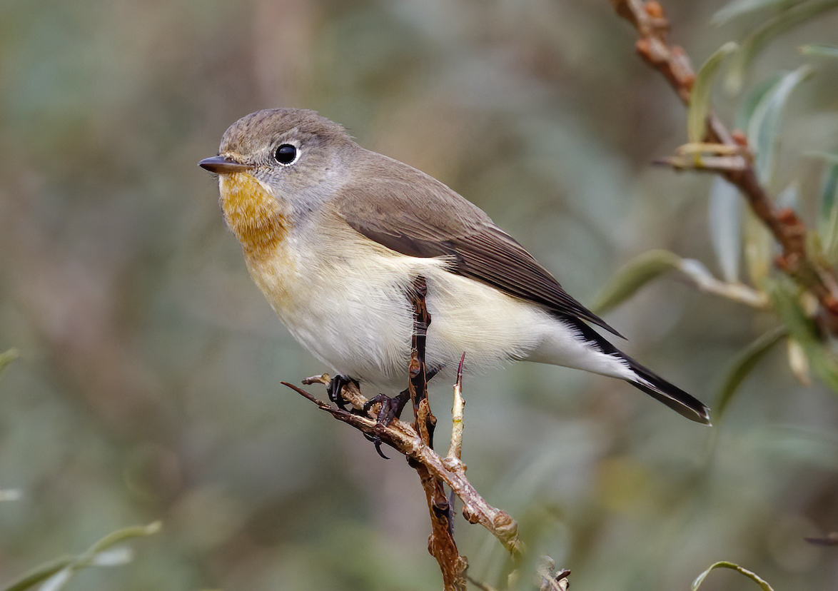 RedBreastedFlycatcher 091010 Pyes Hall GPCatley
