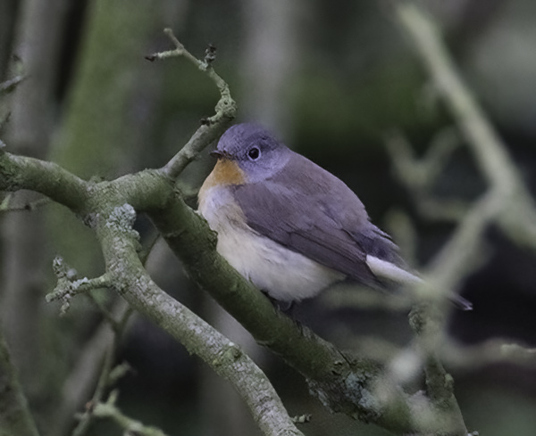 RedBreastedFlycatcher 141013 Theddlethorpe GPCatley denoise severe noise