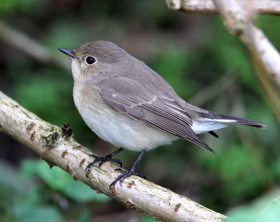 RedBreastedFlycatcher 280910 Donna Nook JRClarkson