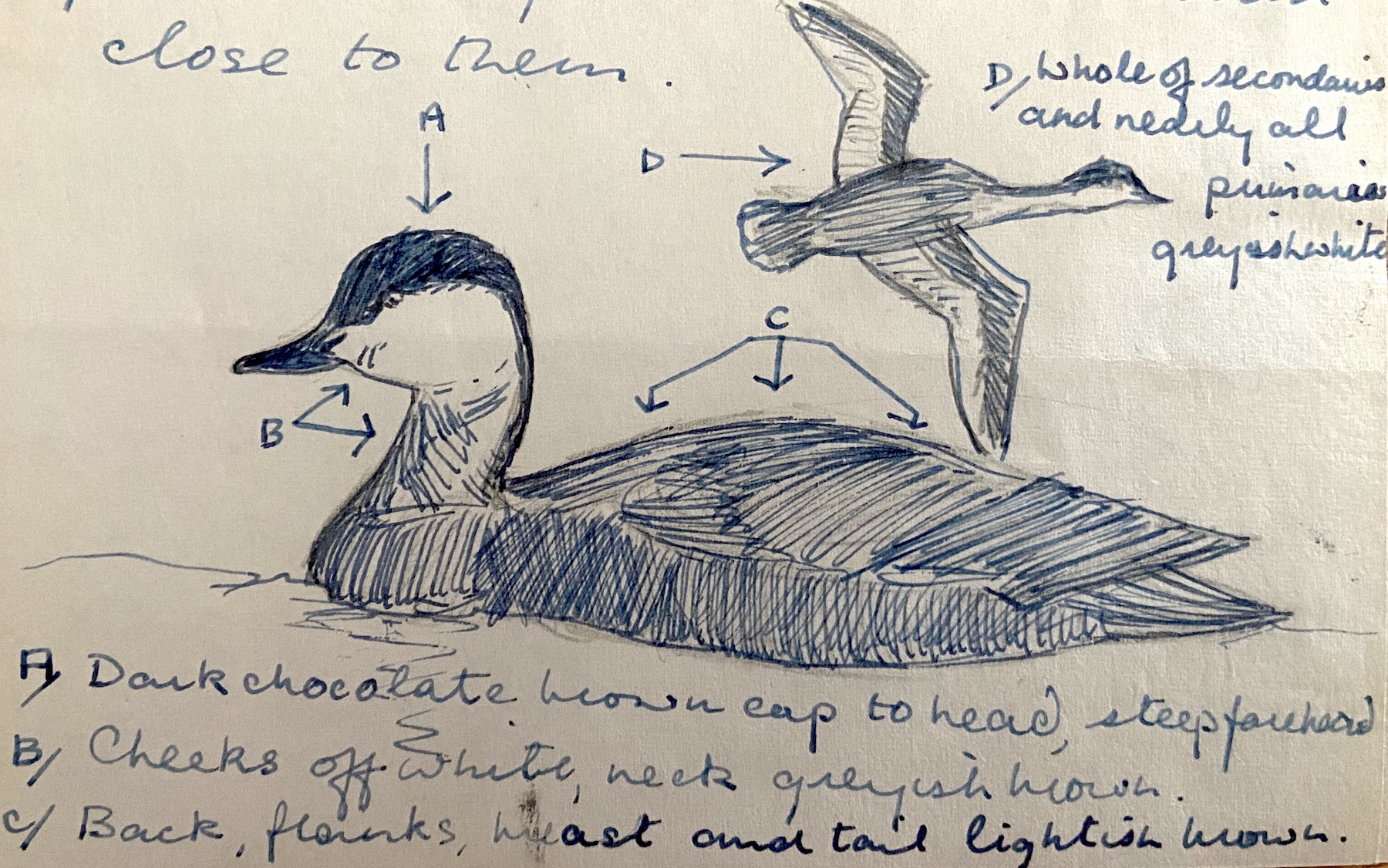 RedCrestedPochard 150560 LangtoftGP RJoliffe