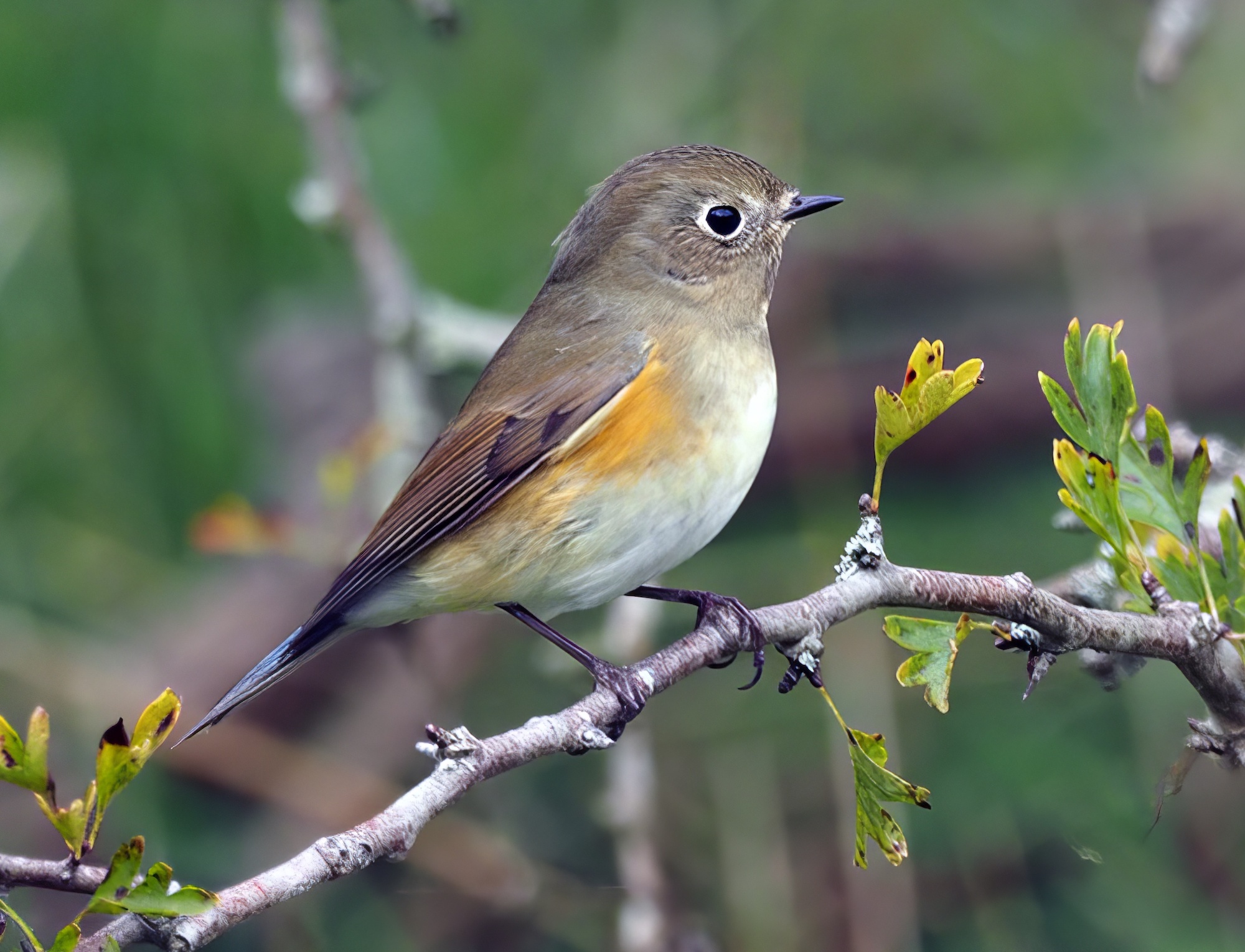 RedFlankedBluetail 161016 DonnaNook CRCasey topaz enhance