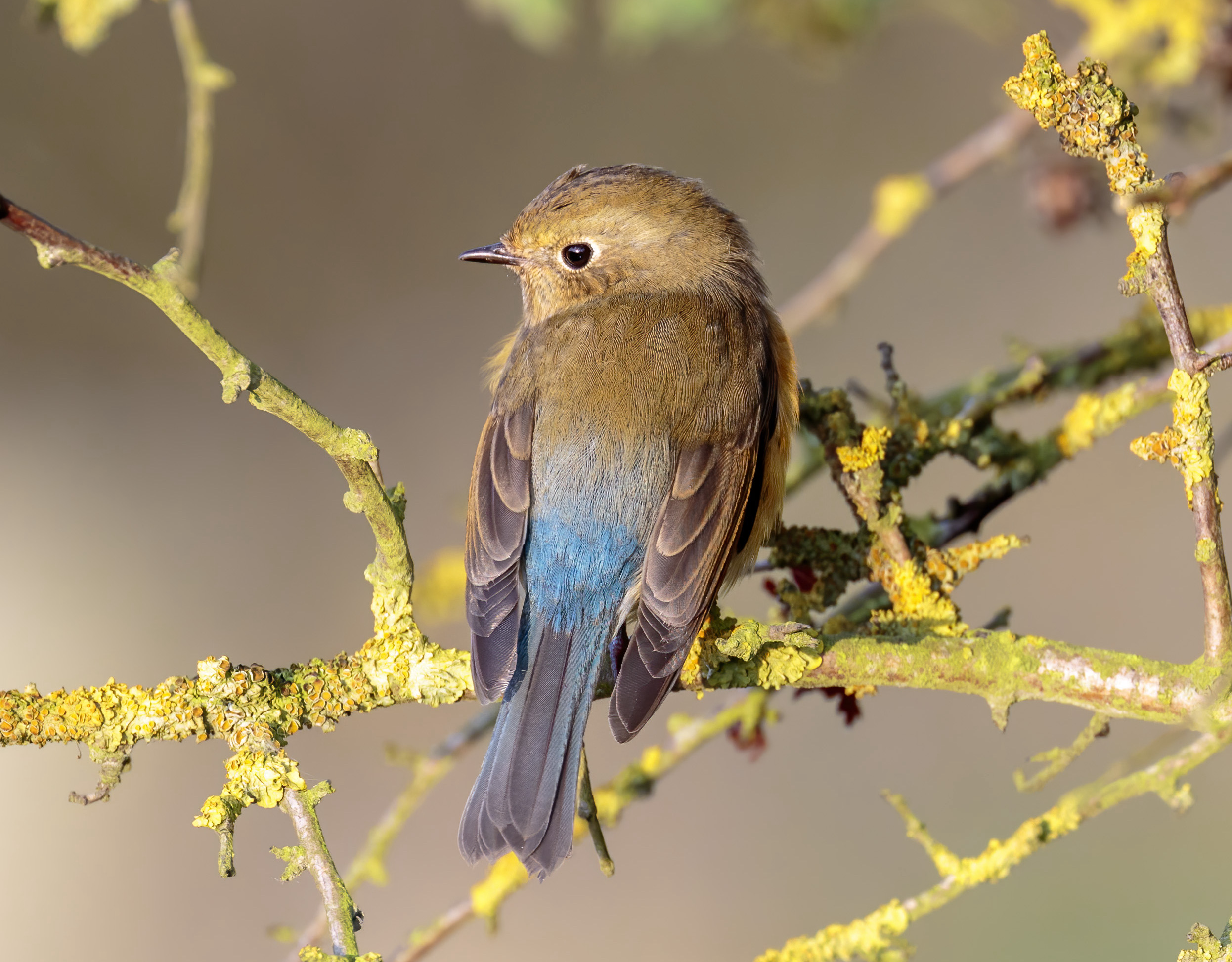 RedFlankedBluetail October2016 Donna Nook GPCatley