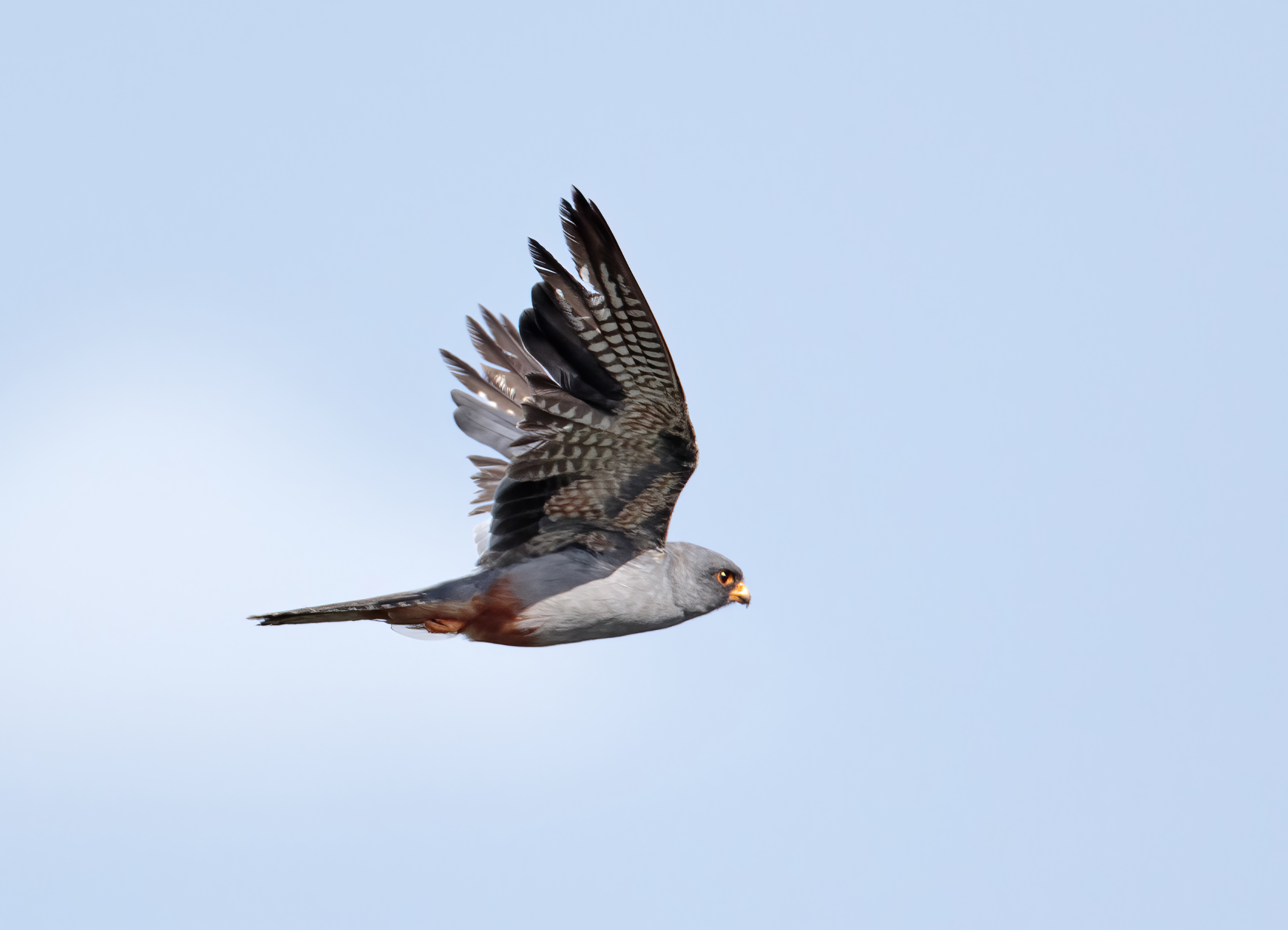 RedFootedFalcon2 260815 WillowTreeFen GPCatley topaz enhance