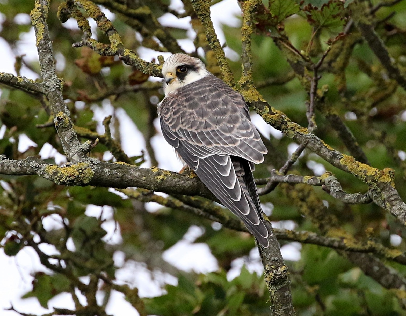 RedFootedFalcon 130918 GibPoint PNeale