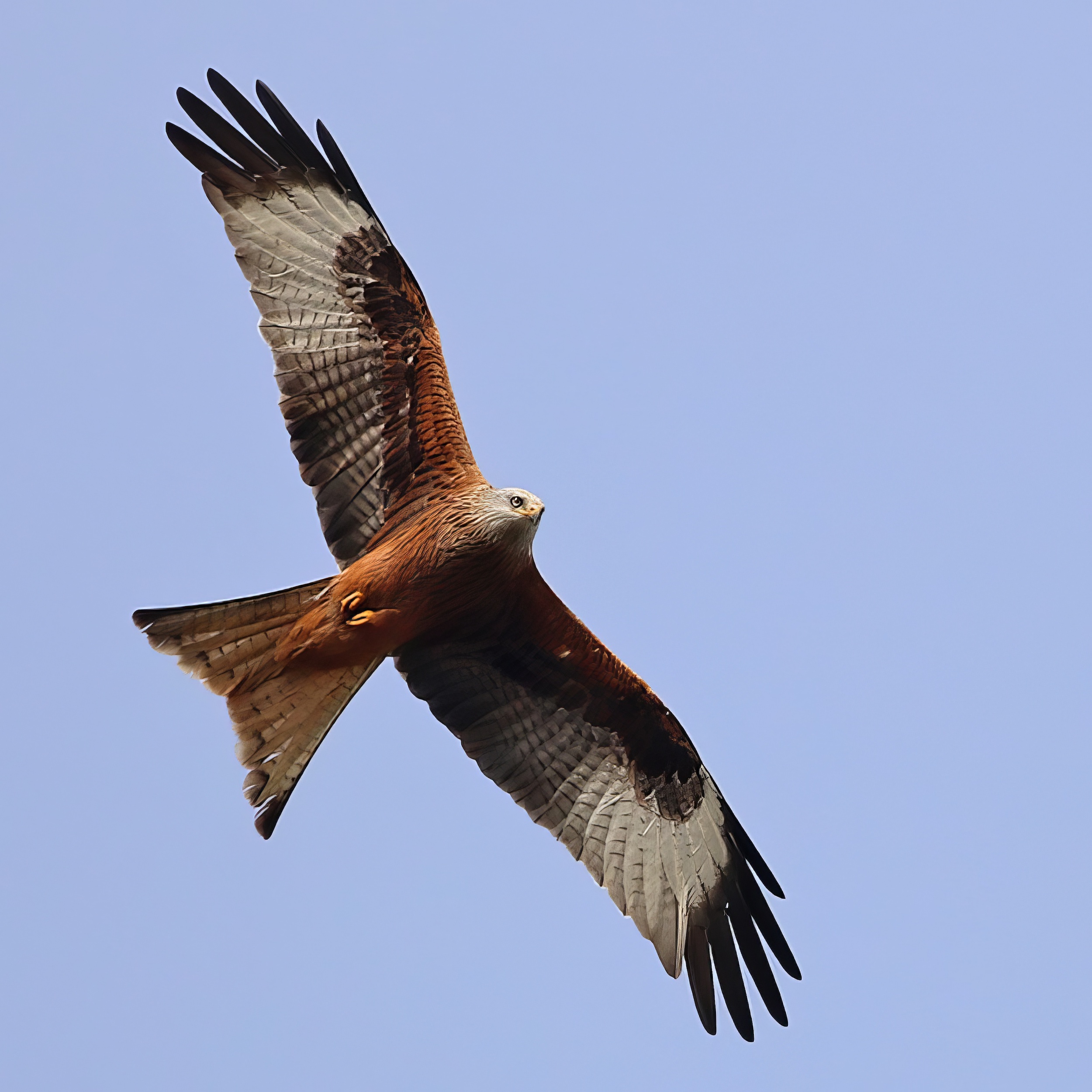 RedKite 070217 Stamford RHayes topaz enhance