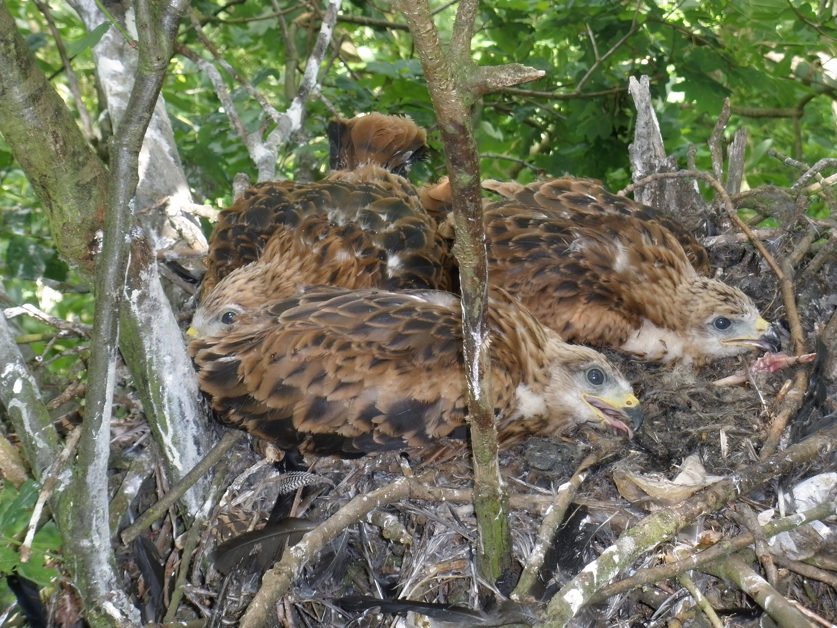 RedKite Brood 130609 SWLincs ABall topaz denoise