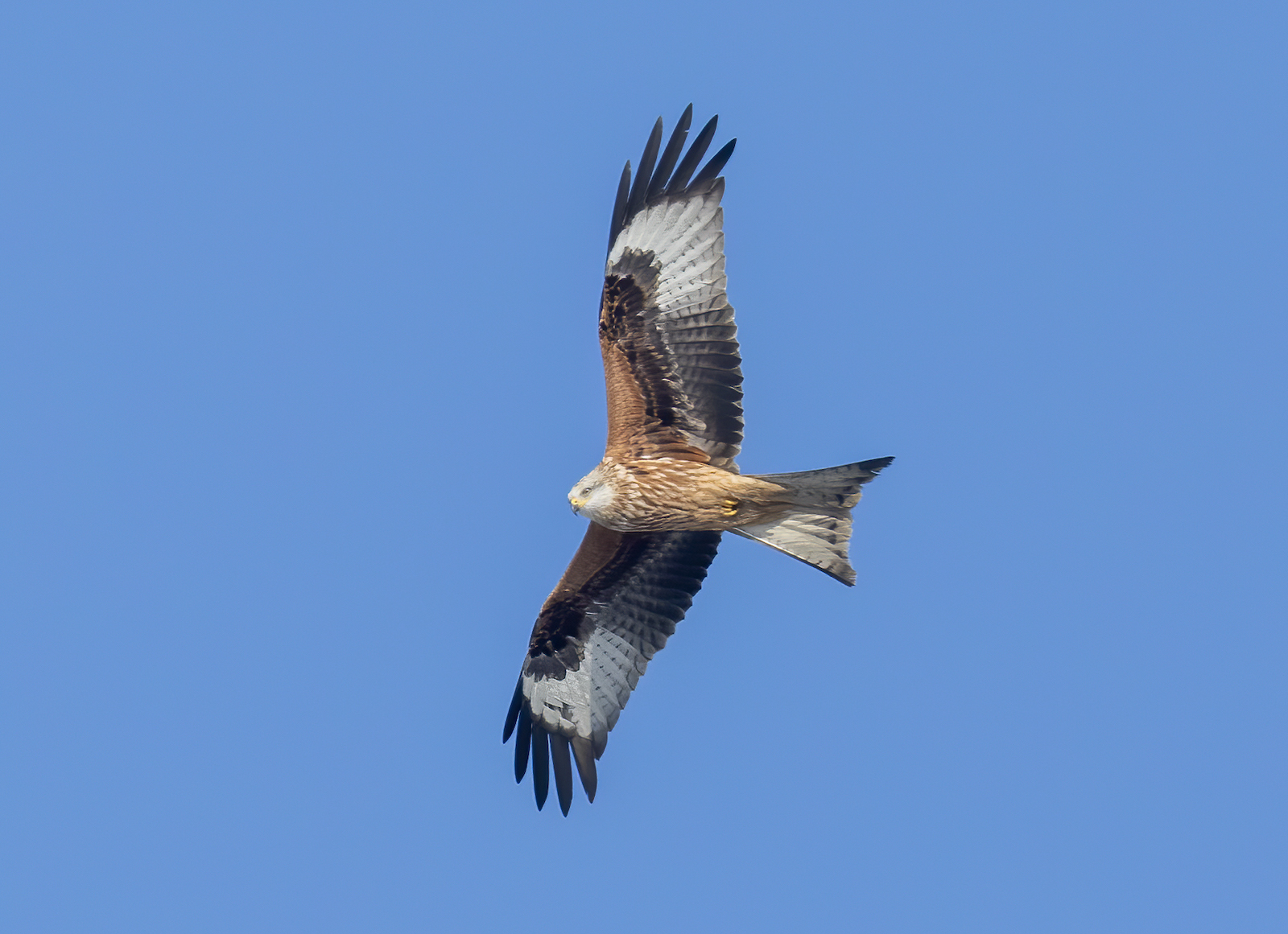 RedKite Jan2019 LincsWolds GPCatley