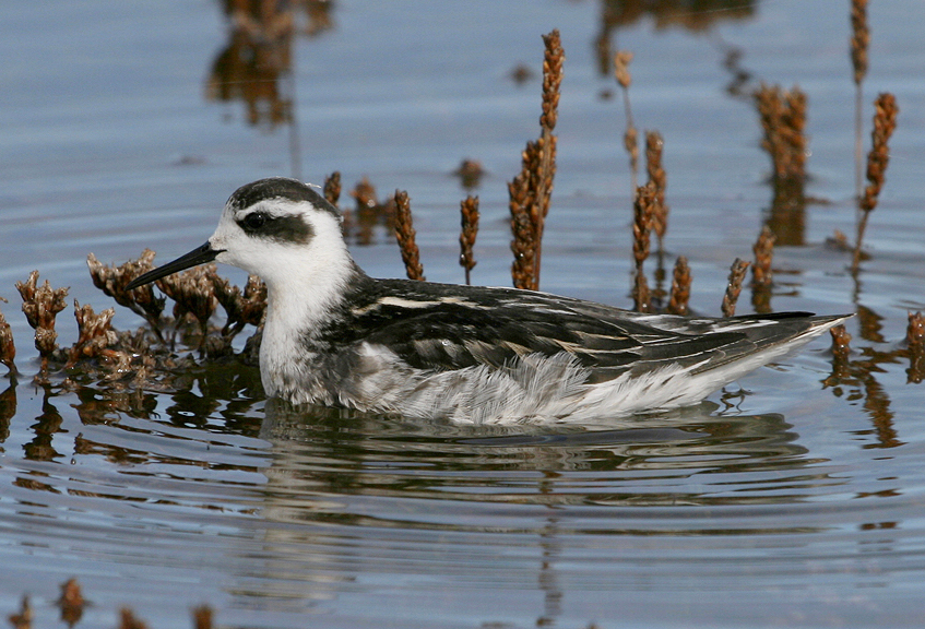 RedNeckedPhalarope 300907 GibPoint NeilSmith