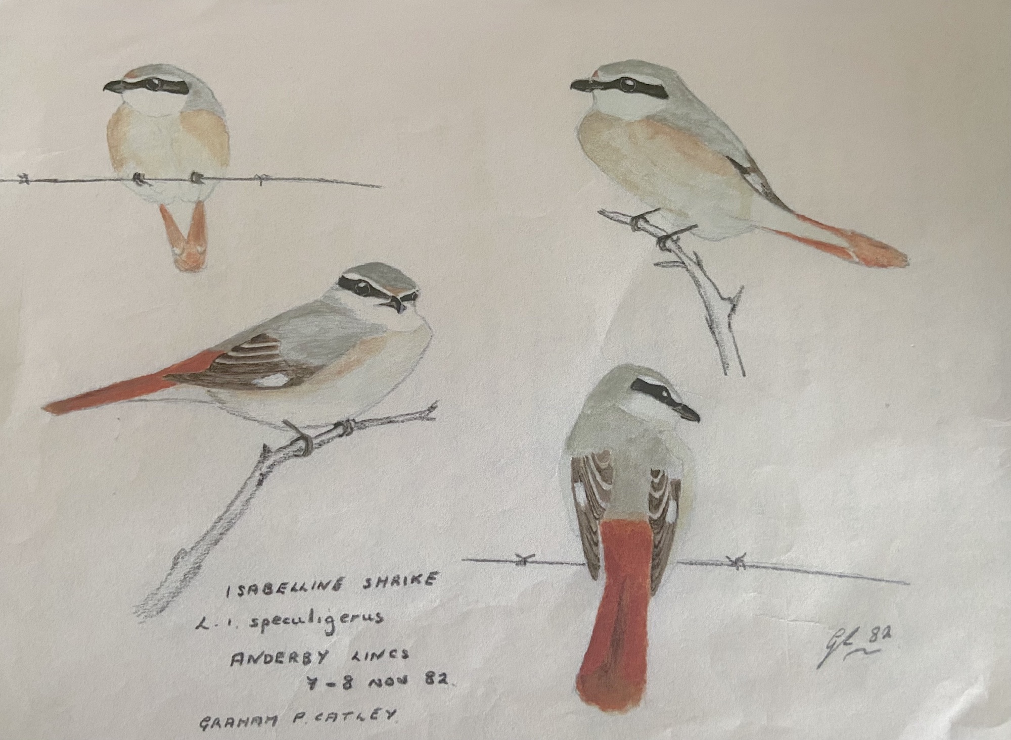 RedTailedShrike November1982 AnderbyCreek GPCatley