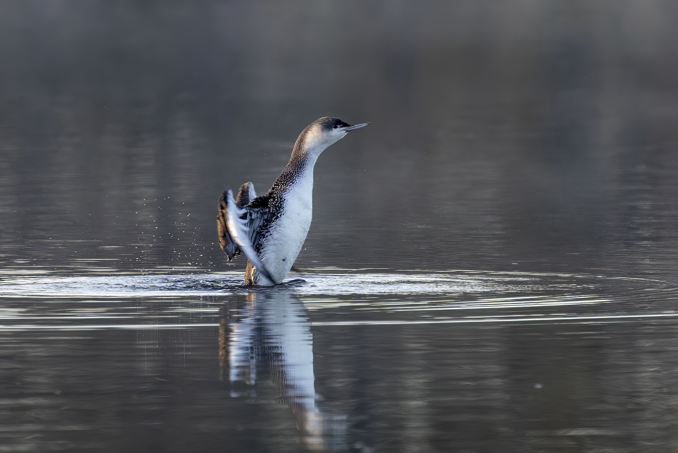 RedThroatedDiver 301119 Barton Pits GPCatley topaz denoise