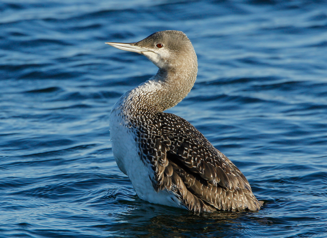 RedThroatedDiver CovenhamReservoir 180310MarkJohnson