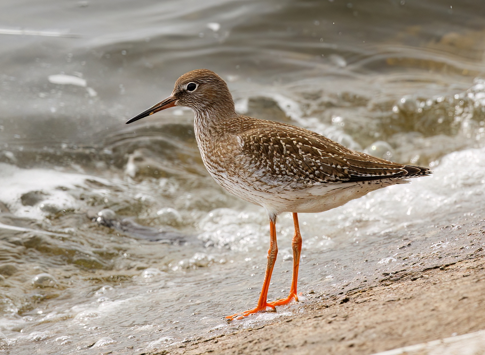 Redshank 130915 CovenhamRes JRC topaz denoise
