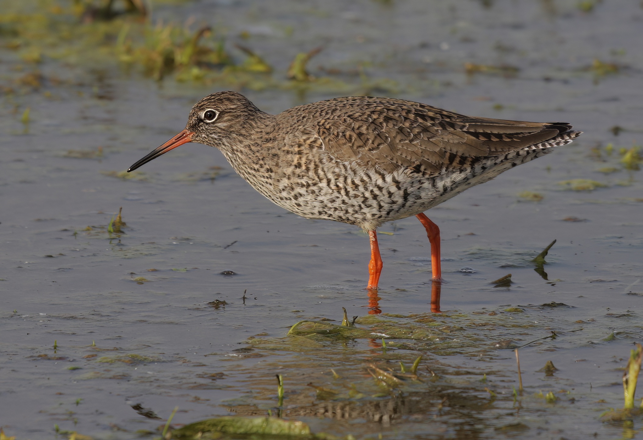 Redshank 220410 Frampton NSmith topaz denoise