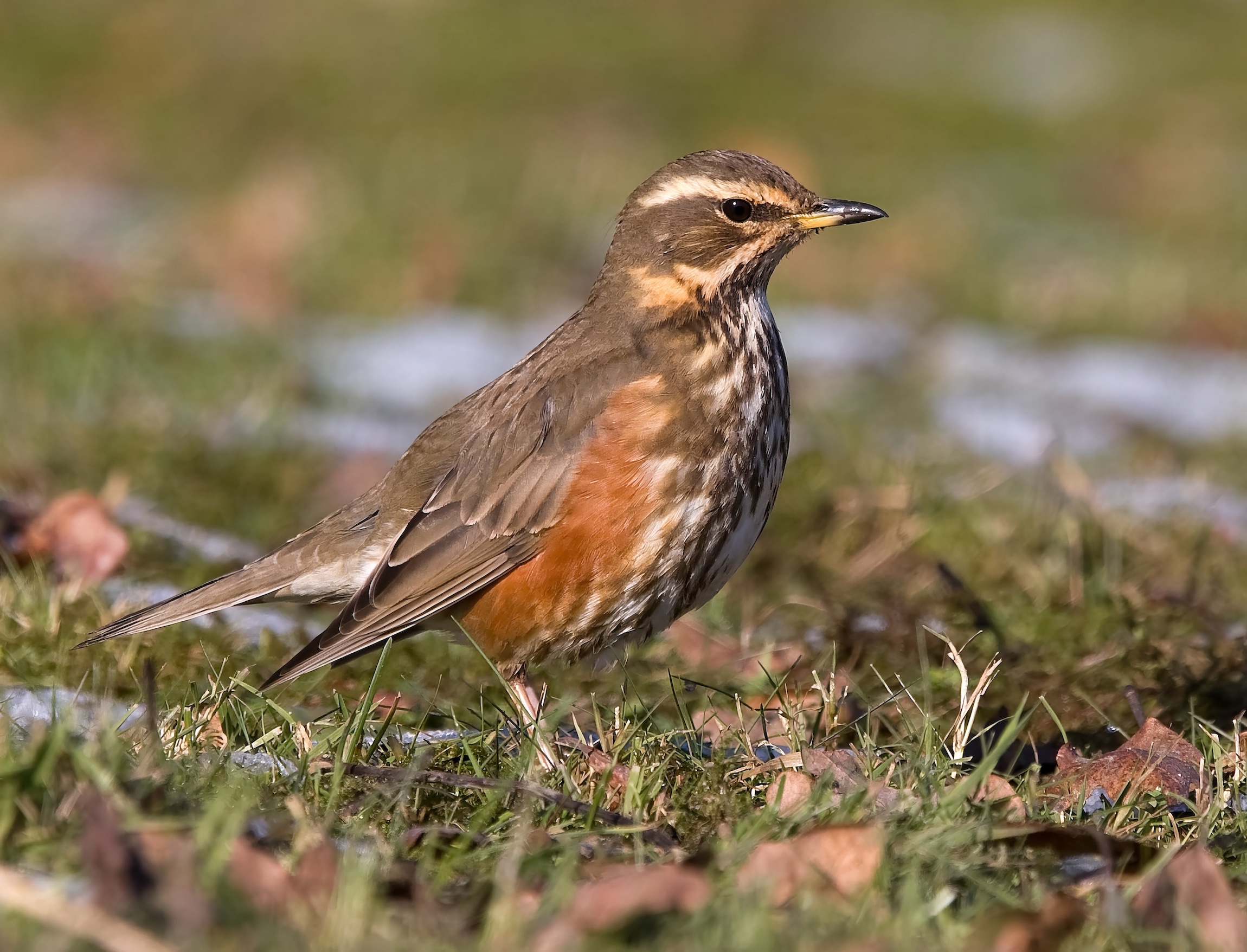 Redwing 070209 Witham St.Highs MattLatham topaz enhance