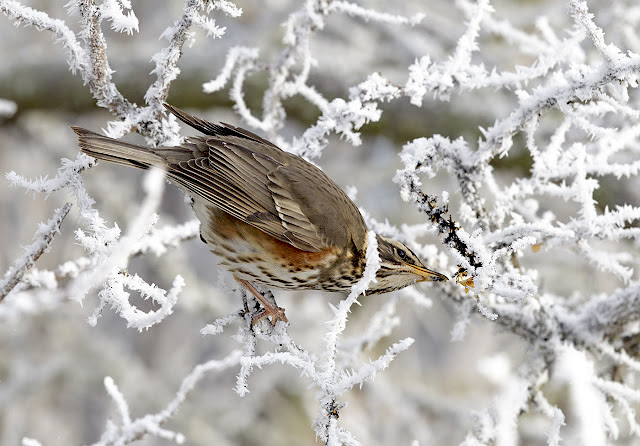 Redwing WatersEdgeCP 140115 GPCatley