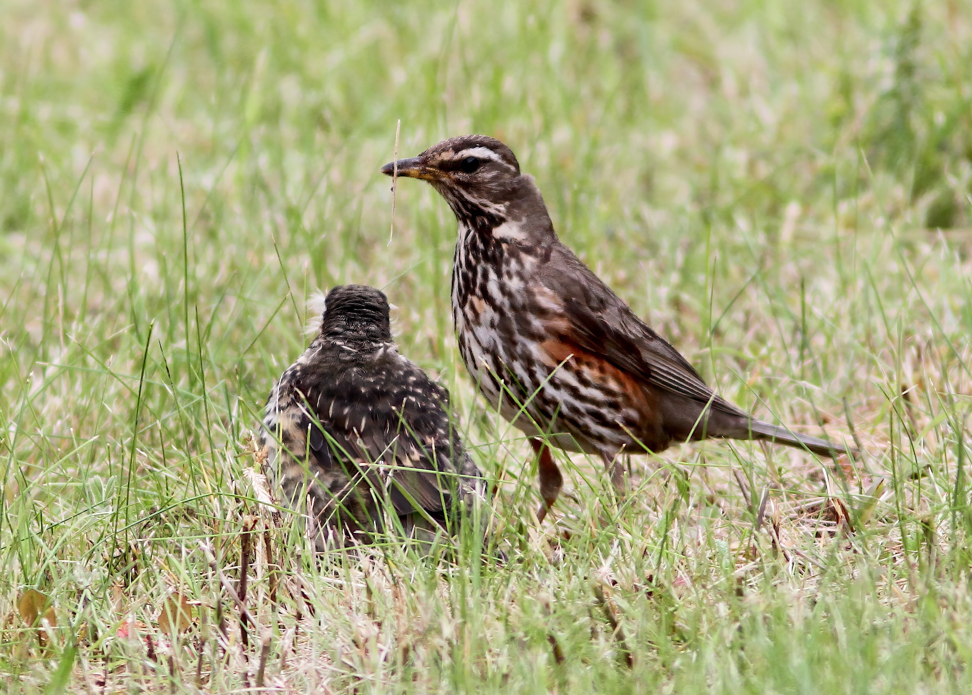 Redwings 250718 Iceland PAHyde 1 topaz enhance