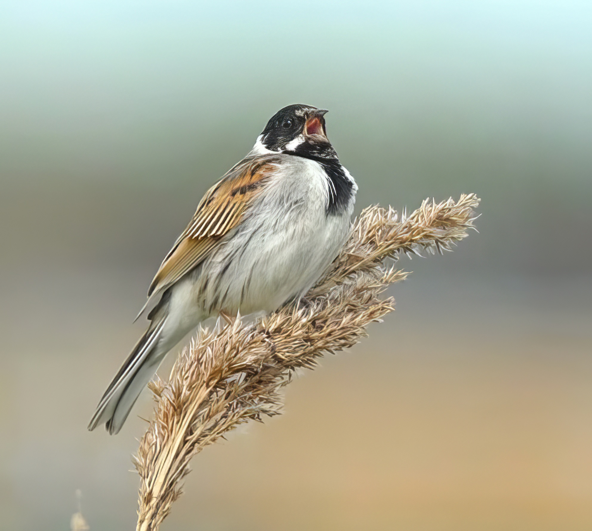 ReedBunting 070412 GibPoint PaulNeale topaz enhance