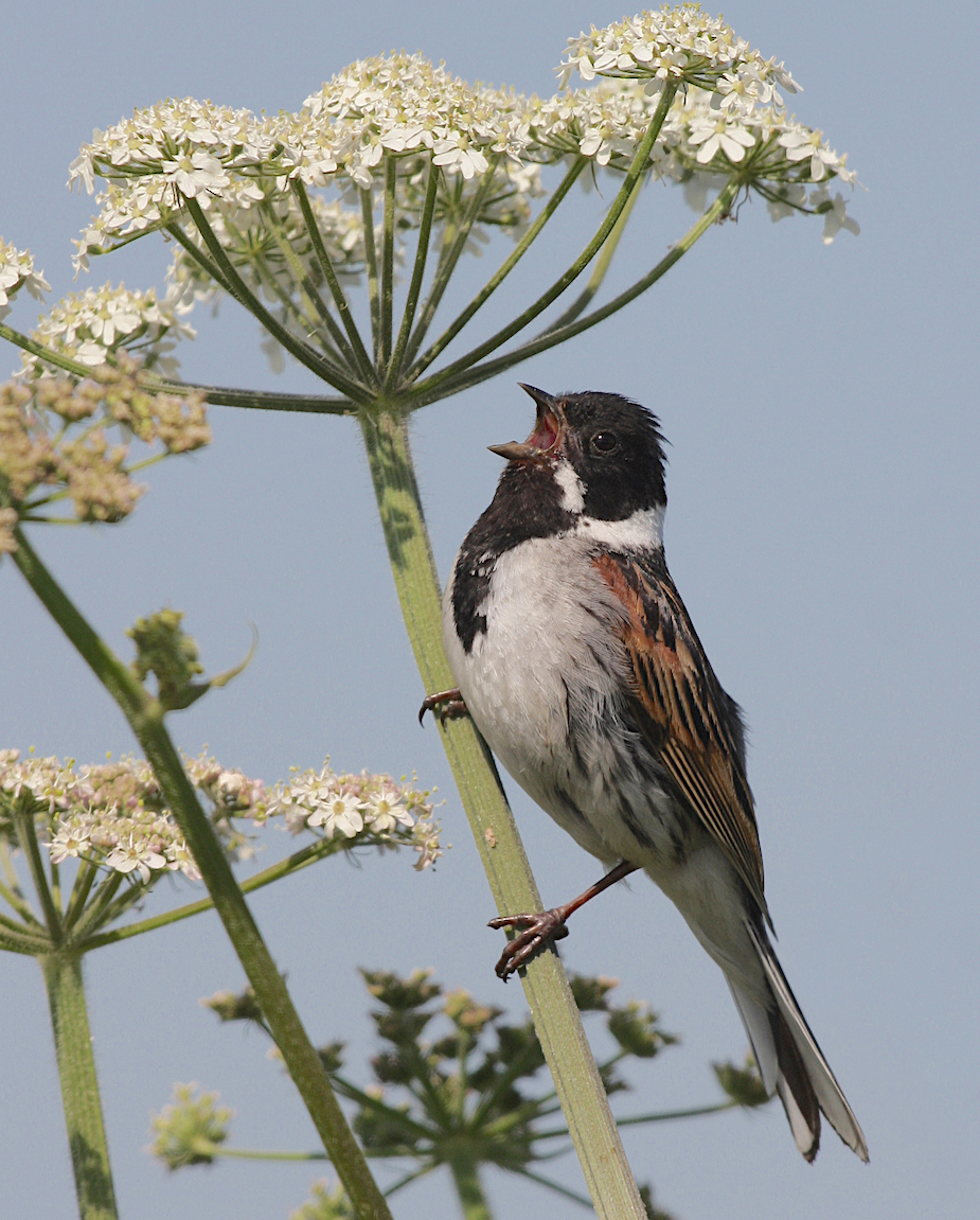 ReedBunting 210610 FramptonMarsh NeilSmith