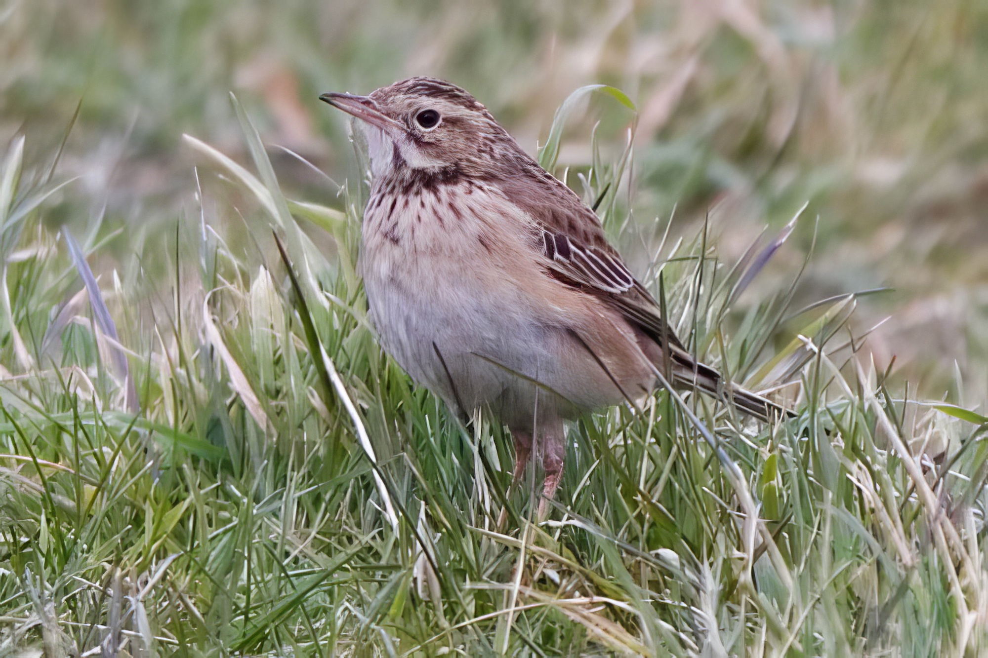 RichardsPipit 240208 HowdensPullover Mike Powell topaz enhance