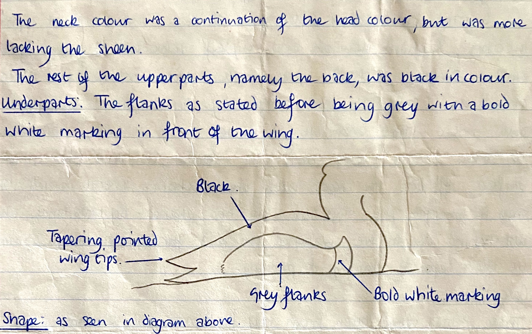 RingNeckedDuck1 030679 MessinghamSQ DSuddaby