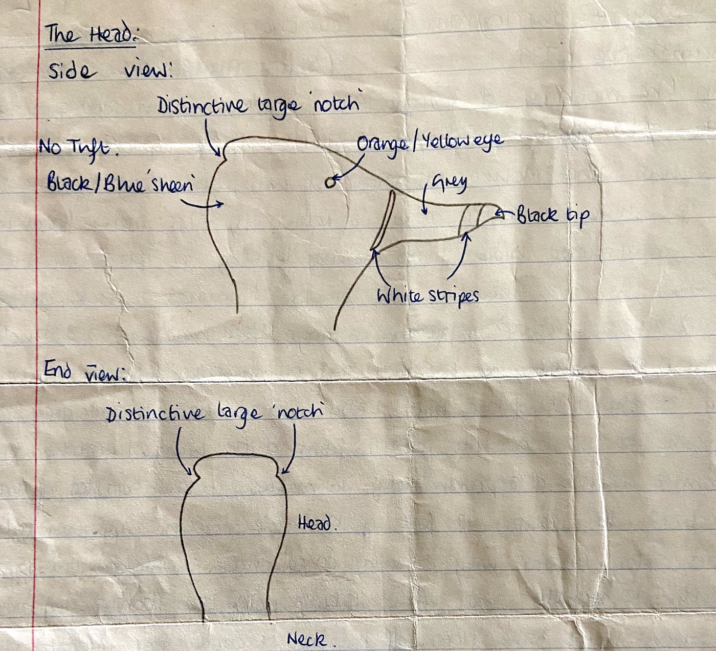 RingNeckedDuck2 030679 MessinghamSQ DSuddaby