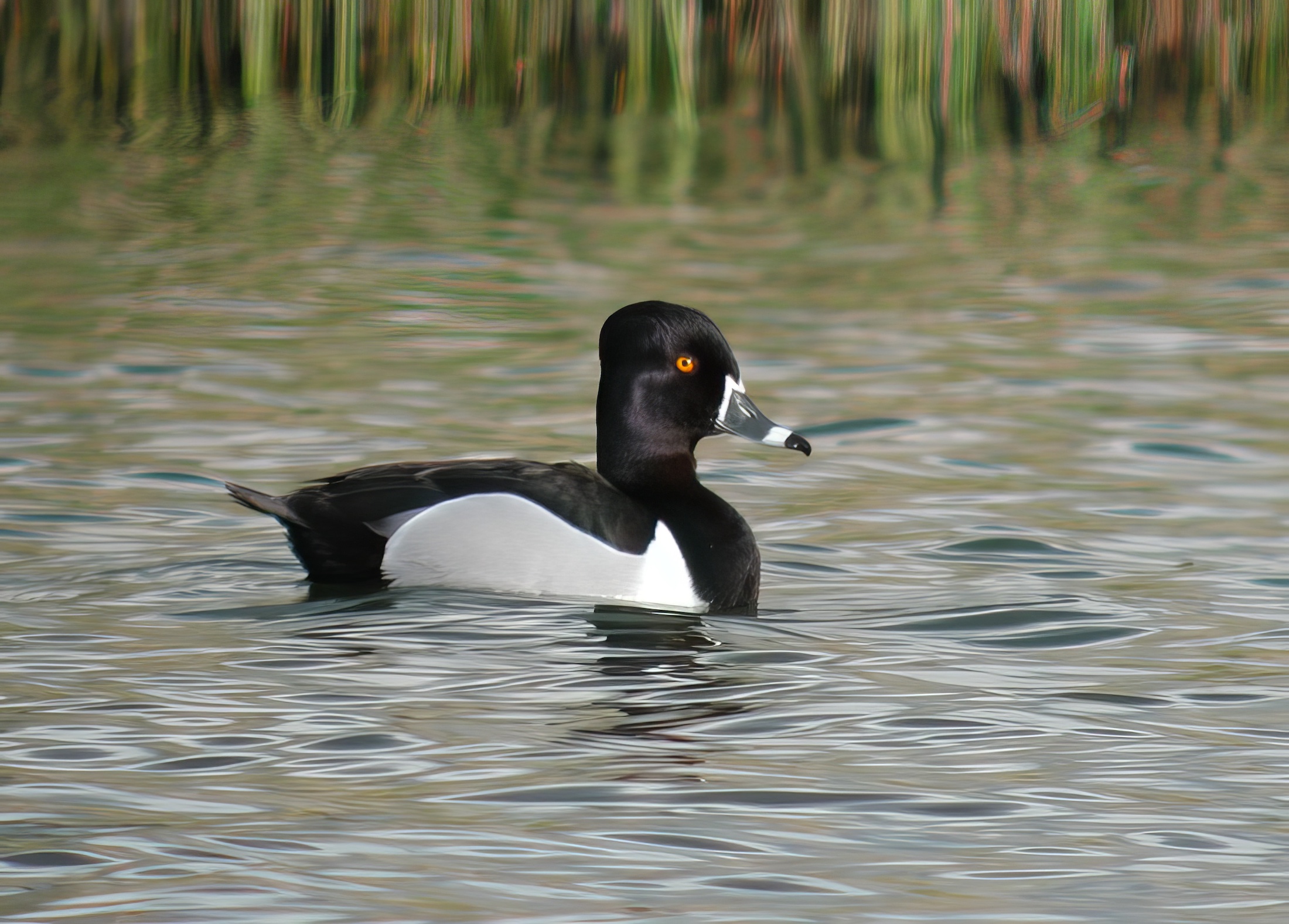 RingNeckedDuck 110503 BartonPits GPCatley topaz enhance