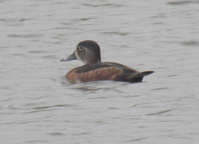 RingNeckedDuck Fem 190106 North Kelsey GPCatley