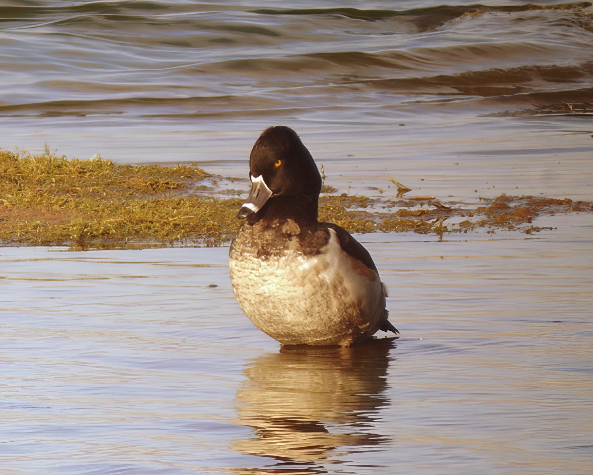 RingNeckedDuck Male 270107 GibPoint SRoutledge topaz enhance