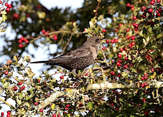 RingOuzel 201016 GibPoint PNeale